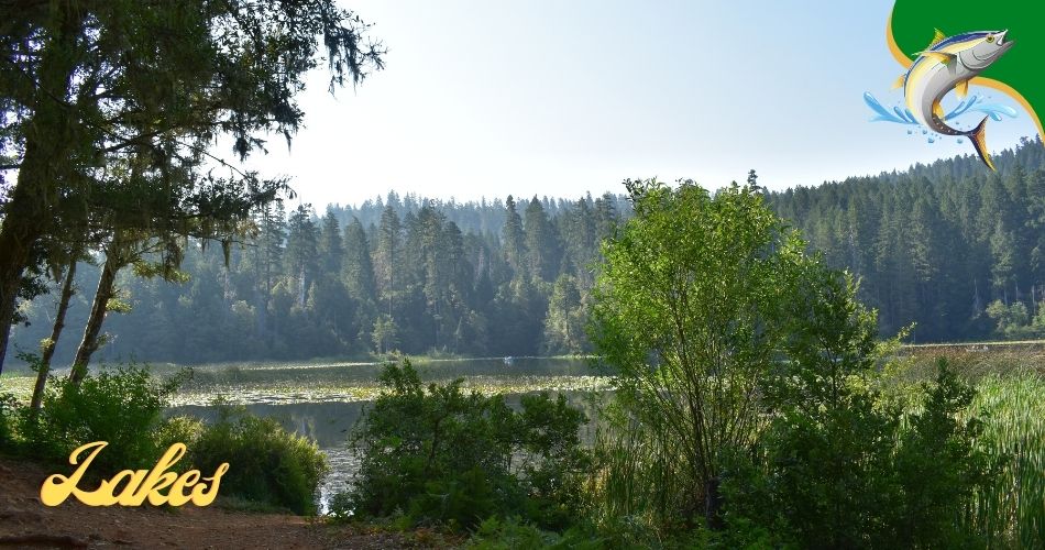 Fishing Lakes in North Carolina
