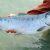 Fishing Charters Raritan Bay
