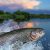 Fishing Lakes In Arkansas