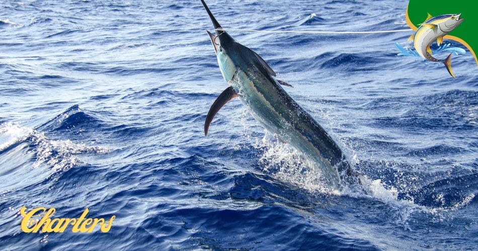 Grand Haven fishing charters