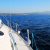 Mahi Mahi Fishing Charters