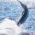 Flathead Lake Fishing Charters