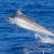 Little River Fishing Charters