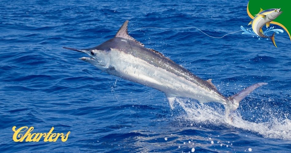 Little River fishing charters